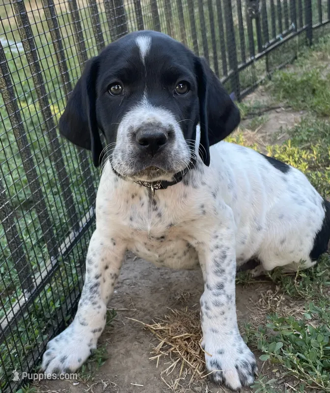 Danny Boy – German Shorthaired Pointer, Pointer puppy for sale in Sacramento, CA