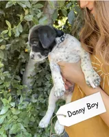 Danny Boy, a male German Shorthaired Pointer and Pointer for sale in Sacramento, CA – 2 of 2
