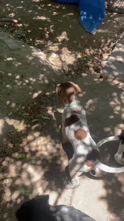 Ophelia "Fifi", a female German Shorthaired Pointer and Pointer for sale in Sacramento, CA – 6 of 6