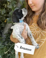 Rosanna, a female German Shorthaired Pointer and Pointer for sale in Sacramento, CA – 2 of 2