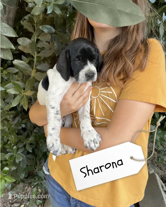Sharona – German Shorthaired Pointer, Pointer puppy for sale in Sacramento, CA