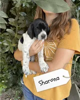 Sharona, a female German Shorthaired Pointer and Pointer for sale in Sacramento, CA – 1 of 3