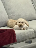 Henny, a male Poodle - Toy  for sale in South San Francisco, CA – 3 of 3