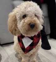 Henny, a male Poodle - Toy  for sale in South San Francisco, CA – 1 of 3