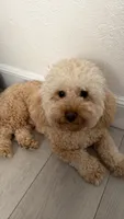 Henny, a male Poodle - Toy  for sale in South San Francisco, CA – 2 of 3