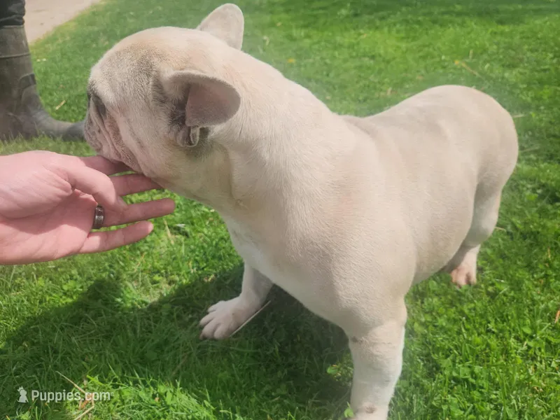 Sally – French Bulldog puppy for sale in Ridgeville, IN