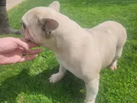 Sally, a female French Bulldog for sale in Ridgeville, IN – Photo 1 of 2