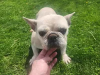 Sally, a female French Bulldog for sale in Ridgeville, IN – Photo 2 of 2
