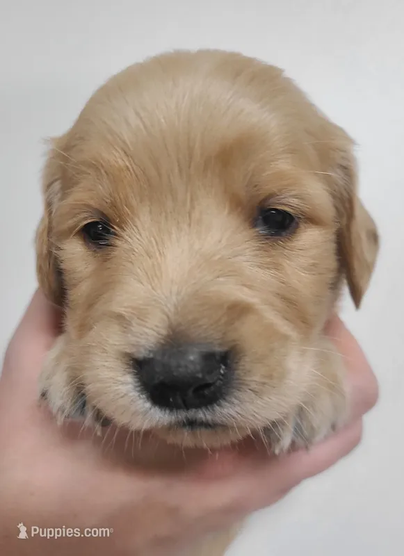 Lucky - AKC Golden Retriever  – Golden Retriever puppy for sale in San Luis Obispo, CA