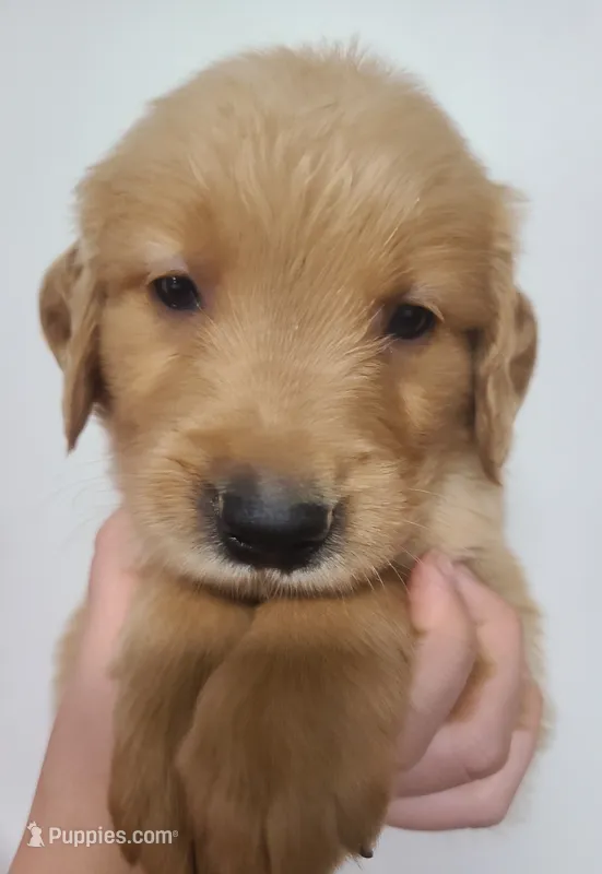 Blake - AKC Golden Retriever  – Golden Retriever puppy for sale in San Luis Obispo, CA