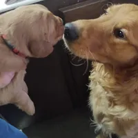 Ruby, a female Golden Retriever for sale in San Luis Obispo, CA – Photo 7 of 7