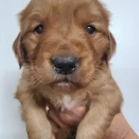 Ruby, a female Golden Retriever for sale in San Luis Obispo, CA – Photo 1 of 7