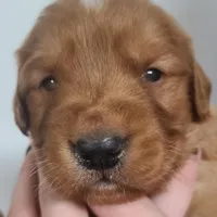 Ruby, a female Golden Retriever for sale in San Luis Obispo, CA – Photo 2 of 7