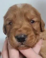 Ruby, a female Golden Retriever for sale in San Luis Obispo, CA – Photo 1 of 6