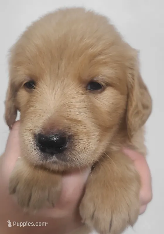 Ruby - AKC Golden Retriever  – Golden Retriever puppy for sale in San Luis Obispo, CA