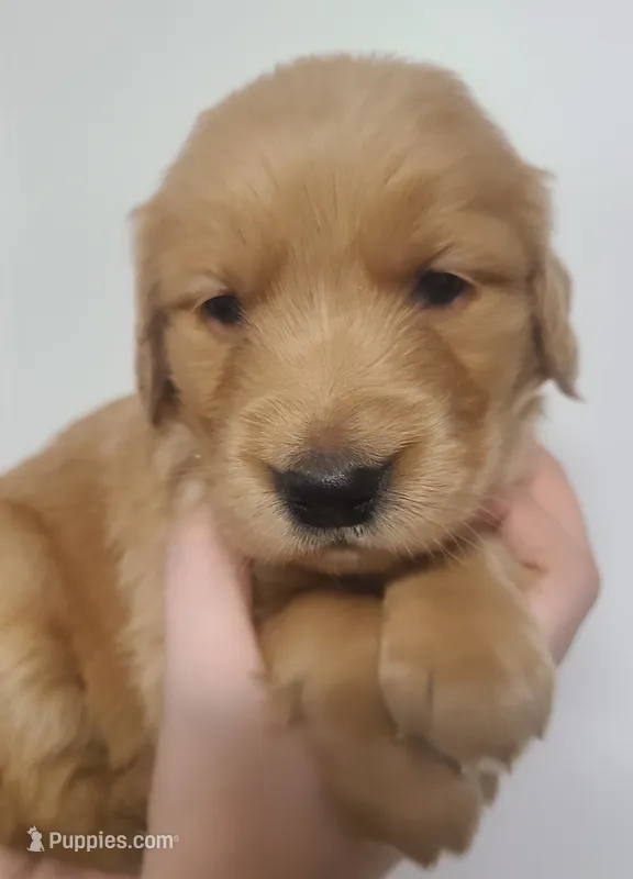 Pearl - AKC Golden Retriever  – Golden Retriever puppy for sale in San Luis Obispo, CA
