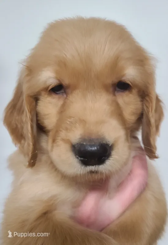 Pearl - AKC Golden Retriever  – Golden Retriever puppy for sale in San Luis Obispo, CA