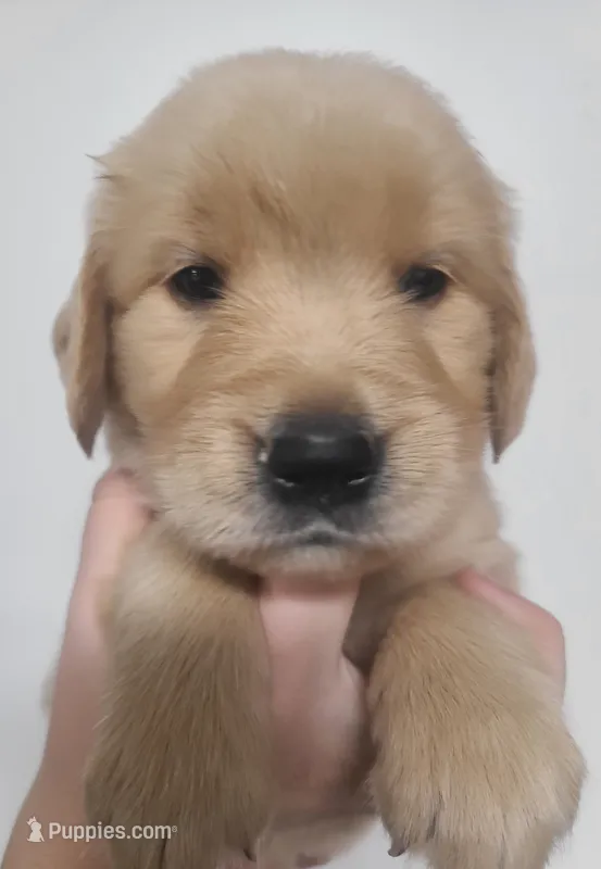 Pumpkin - AKC Golden Retriever  – Golden Retriever puppy for sale in San Luis Obispo, CA