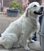 AKC English Cream pup #5, a female English Cream Golden Retriever for sale in San Luis Obispo, CA – 7 of 9