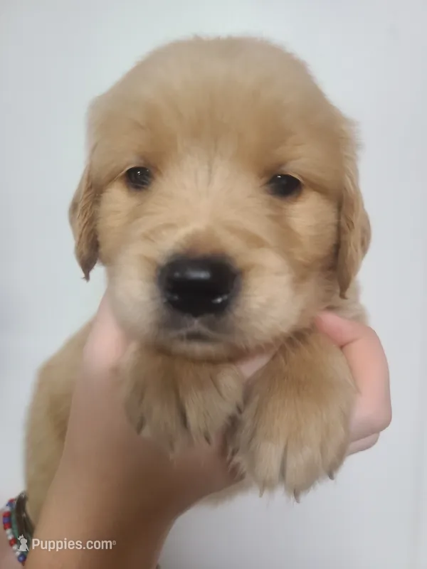 Grant - AKC Golden Retriever  – Golden Retriever puppy for sale in San Luis Obispo, CA
