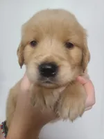 Grant - AKC Golden Retriever , a male Golden Retriever for sale in San Luis Obispo, CA – 1 of 7