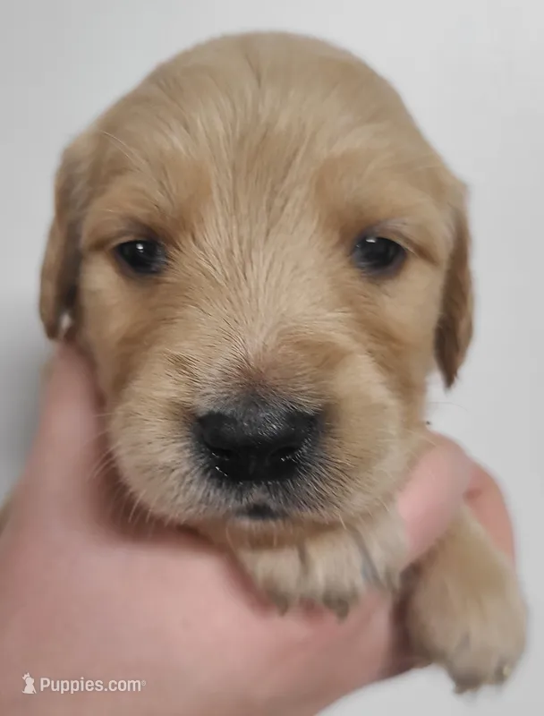 Pippen - AKC Golden Retriever  – Golden Retriever puppy for sale in San Luis Obispo, CA