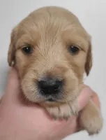 Pippen - AKC Golden Retriever , a female Golden Retriever for sale in San Luis Obispo, CA – 1 of 7