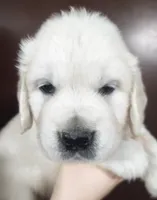 Ollie, a male Golden Retriever for sale in San Luis Obispo, CA – Photo 2 of 9