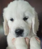 Ollie, a male Golden Retriever for sale in San Luis Obispo, CA – Photo 1 of 9