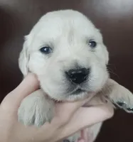 Ollie, a male Golden Retriever for sale in San Luis Obispo, CA – Photo 3 of 9