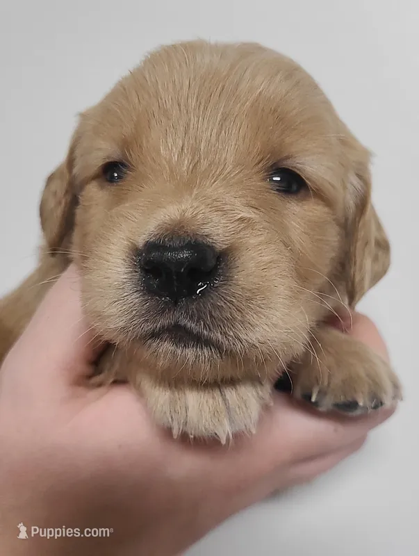 Sparkle - AKC Golden Retriever  – Golden Retriever puppy for sale in San Luis Obispo, CA