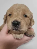 Sparkle - AKC Golden Retriever , a female Golden Retriever for sale in San Luis Obispo, CA – 1 of 6