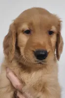 Grant, a male Golden Retriever for sale in San Luis Obispo, CA – Photo 1 of 9