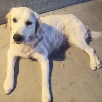 English Cream Female, a female Golden Retriever for sale in San Luis Obispo, CA – Photo 2 of 3