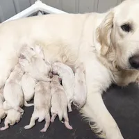 English Cream Female, a female Golden Retriever for sale in San Luis Obispo, CA – Photo 1 of 3