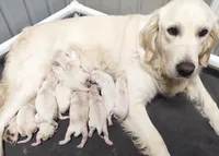 English Cream Female, a female Golden Retriever for sale in San Luis Obispo, CA – Photo 1 of 3