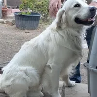 English Cream Female, a female Golden Retriever for sale in San Luis Obispo, CA – Photo 3 of 3
