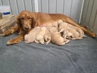 Sparkle - AKC Golden Retriever , a female Golden Retriever for sale in San Luis Obispo, CA – 2 of 6