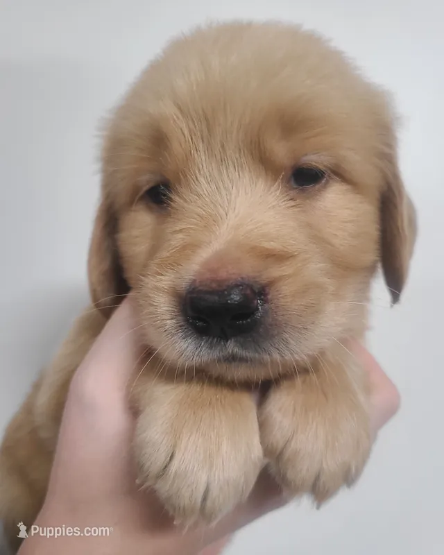 Daisy - AKC Golden Retriever  – Golden Retriever puppy for sale in San Luis Obispo, CA