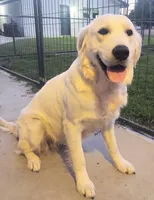 Violet, a female Golden Retriever for sale in San Luis Obispo, CA – Photo 7 of 10