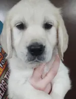 Violet, a female Golden Retriever for sale in San Luis Obispo, CA – Photo 1 of 10