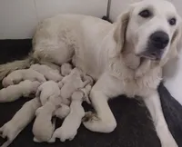 Violet, a female Golden Retriever for sale in San Luis Obispo, CA – Photo 5 of 10