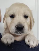 Violet, a female Golden Retriever for sale in San Luis Obispo, CA – Photo 2 of 10
