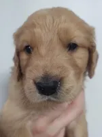 Copper, a male Golden Retriever for sale in San Luis Obispo, CA – Photo 4 of 10