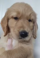 Copper, a male Golden Retriever for sale in San Luis Obispo, CA – Photo 2 of 10