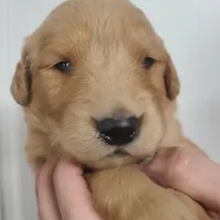 Ollie (B), a male Golden Retriever for sale in San Luis Obispo, CA – Photo 2 of 9