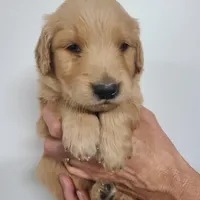 Ollie (B), a male Golden Retriever for sale in San Luis Obispo, CA – Photo 1 of 9