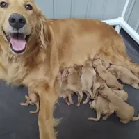Ollie (B), a male Golden Retriever for sale in San Luis Obispo, CA – Photo 3 of 9