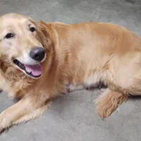 Ollie (B), a male Golden Retriever for sale in San Luis Obispo, CA – Photo 6 of 9