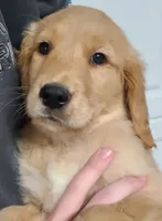 AKC Male Golden Retriever, a male Golden Retriever for sale in San Luis Obispo, CA – Photo 2 of 4